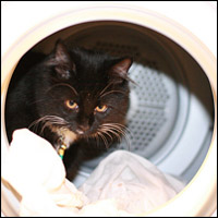 A cat in a washing machine