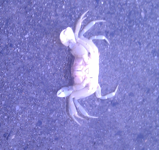 renegadecrab