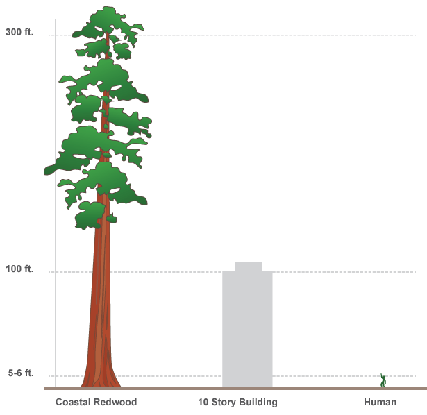 A simple infographic comparing the height of a redwood, with human scale