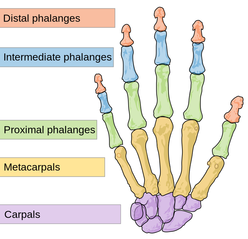 The bones in the human hand