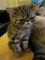 Grumpy Kitten