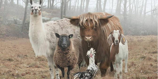 Diverse teams: Sheep, bull, goat, rooster,& llama