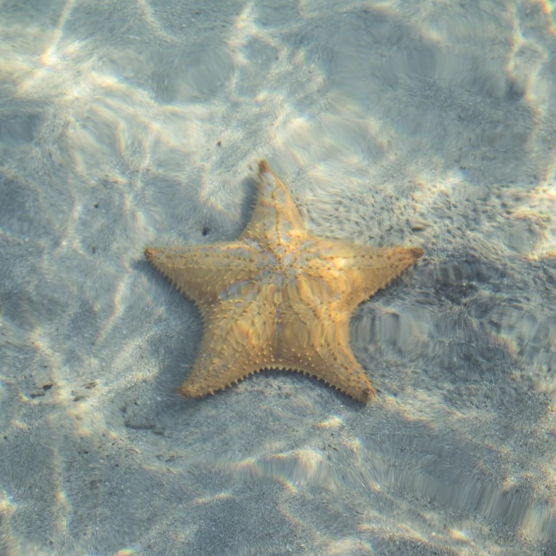 Starfish photographed underwater