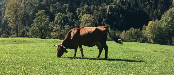meadow cow