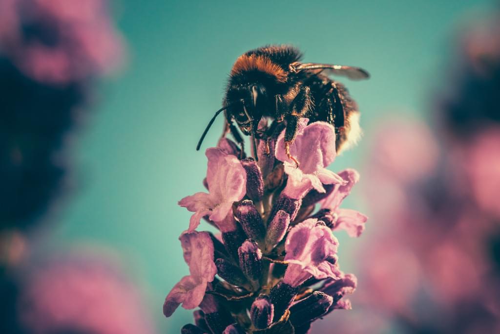 Combining Spring Boot and JDBI