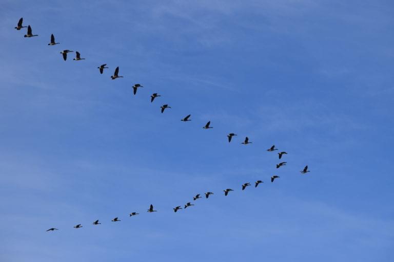 Migrating geese flying in a V formation