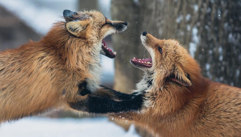 foxes fighting