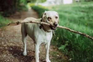 XMLHttpRequest vs the Fetch API: What’s Best for Ajax in 2019?
