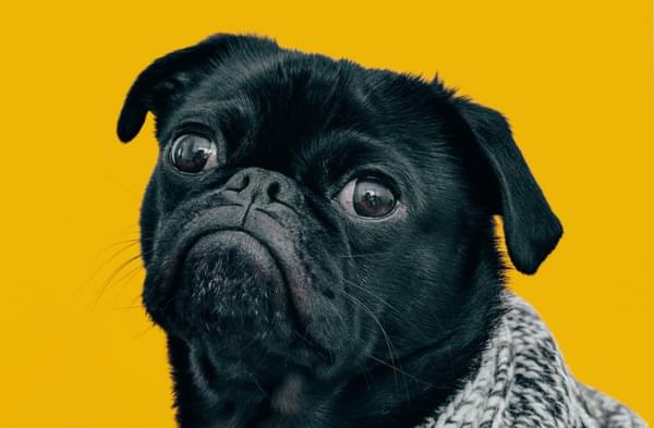 html pug template